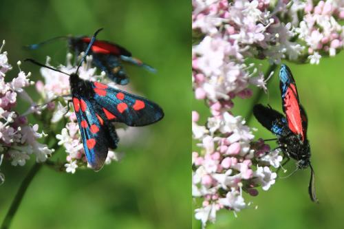 Zygaena lonicerae